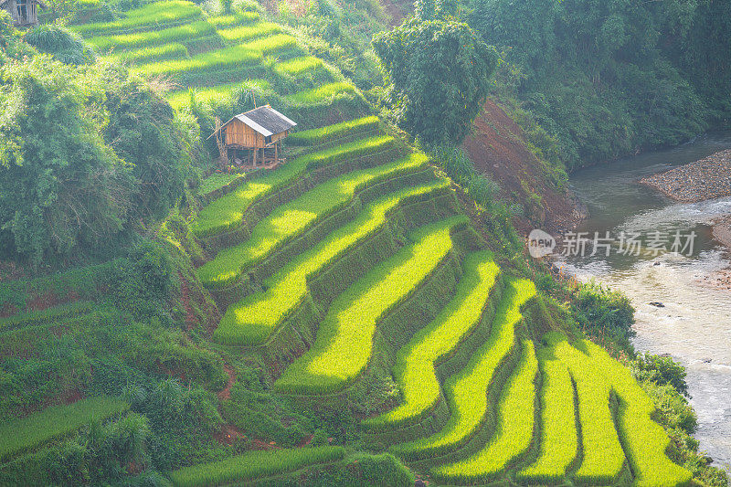 美丽的风景，绿色的稻田准备在越南西北部的梯田日落山在木仓寨，Yen Bai，越南